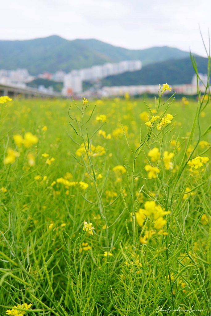 Rapeseed Flower Busan