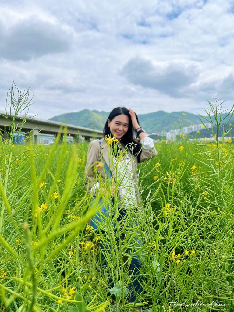 pheurontay busan rapeseed flower blog